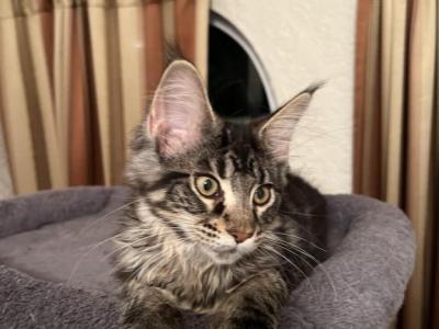 Atty - Maine Coon - Gallery Photo #1