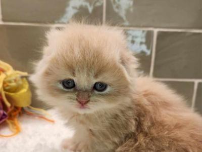 Pumpkin - Scottish Fold - Gallery Photo #1