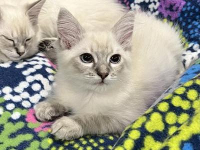 Lynx Kittens - Ragdoll - Gallery Photo #1