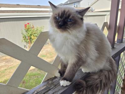 Sandy - Ragdoll - Gallery Photo #1