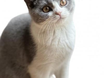 Blueberry - British Shorthair - Gallery Photo #1