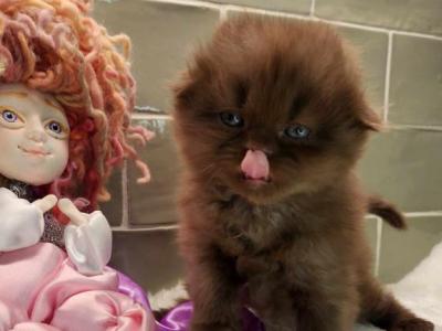 Litter P - Scottish Fold - Gallery Photo #1