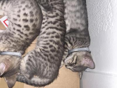 Grey Bengals - Bengal - Gallery Photo #1