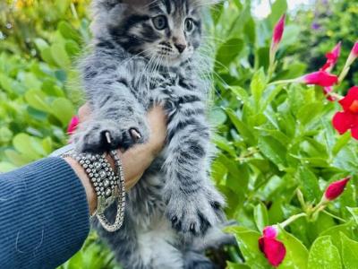 Maine Coon Kittens Sarasota - Maine Coon - Gallery Photo #1