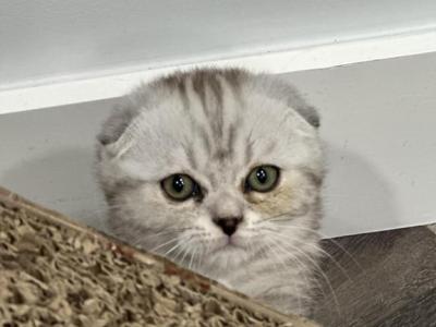 Ursula Kittens1 - Scottish Fold - Gallery Photo #1