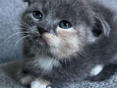 Sweetie - Scottish Fold - Gallery Photo #1