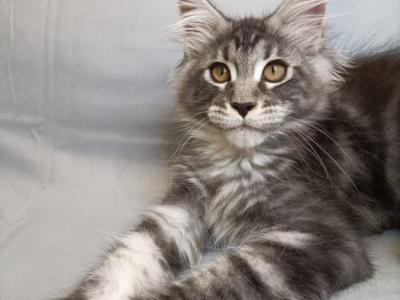 Quillan - Maine Coon - Gallery Photo #1