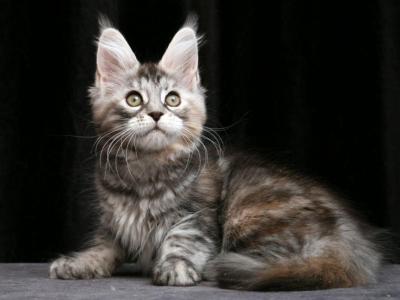 Dreemka - Maine Coon - Gallery Photo #1