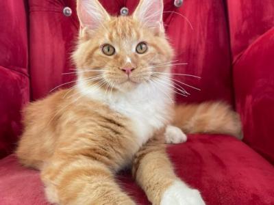 Gusar - Maine Coon - Gallery Photo #1