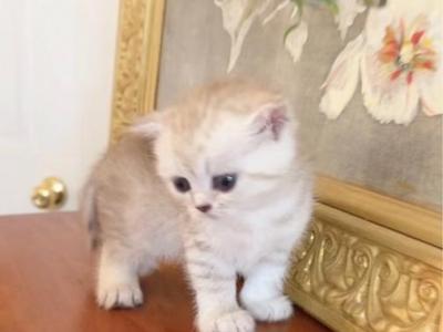 ROYAL BRITISH SHORTHAIR KITTENS - British Shorthair - Gallery Photo #1