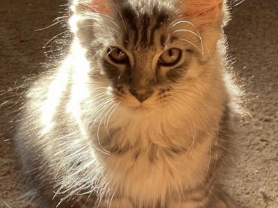 Rivertowns Penny - Maine Coon - Gallery Photo #1