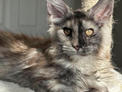 Isabella - Maine Coon - Gallery Photo #1