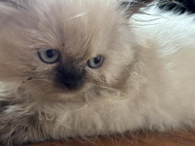 Himalayan Kittens For Sale - Himalayan - Gallery Photo #1