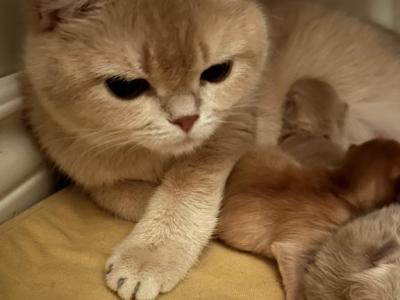 Litter A - British Shorthair - Gallery Photo #1