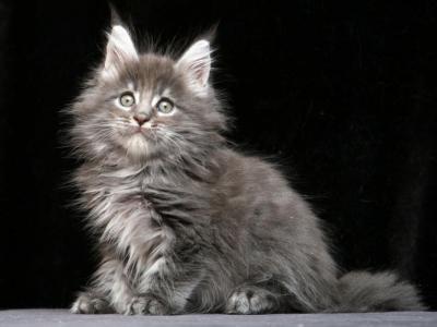 Incognito Maine Coon Male Blue Tabby - Maine Coon - Gallery Photo #1