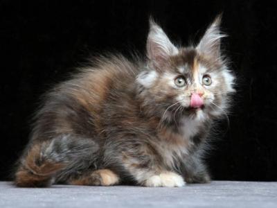 Indiana Maine Coon Female Black Tortie Smoke - Maine Coon - Gallery Photo #1