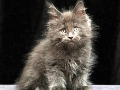 Ilon Maine Coon Male Blue - Maine Coon - Gallery Photo #1