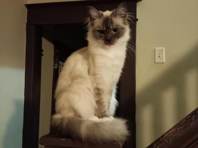 Polar Bear - Ragdoll - Gallery Photo #1