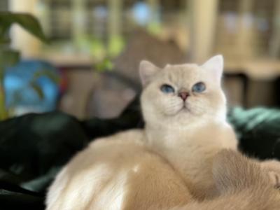 Koby - British Shorthair - Gallery Photo #1