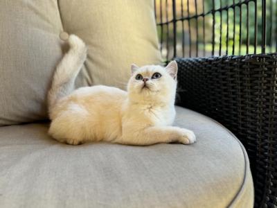 Kai - British Shorthair - Gallery Photo #1