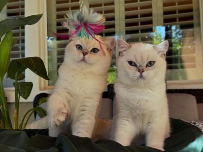 Kai And Koby - British Shorthair - Gallery Photo #1