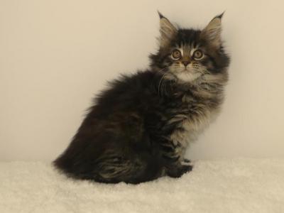 Persephone - Maine Coon - Gallery Photo #1