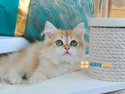 Fluffy Baby With Emerald Green Eyes - British Shorthair - Gallery Photo #1