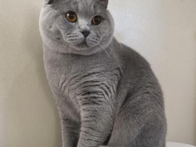 Oligarch Von Shmidt - British Shorthair - Gallery Photo #1