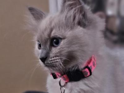 Roar - Ragdoll - Gallery Photo #1