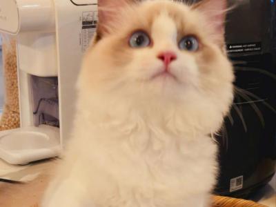 Sugar - Ragdoll - Gallery Photo #1