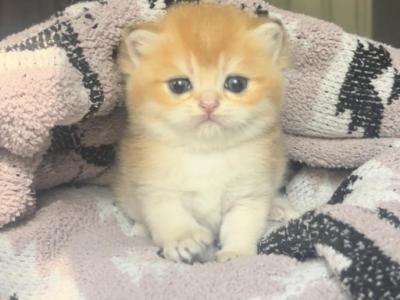 Mini Garfield - British Shorthair - Gallery Photo #1