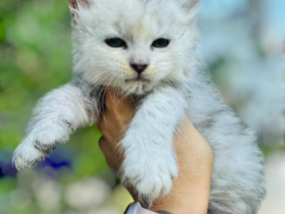 Shaded Smokes And Polys - Maine Coon - Gallery Photo #1