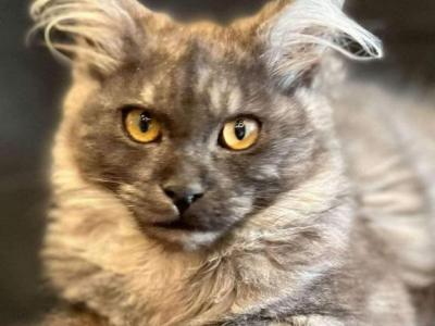 Smokes And Polys - Maine Coon - Gallery Photo #1