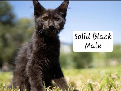 Large Black Male - Maine Coon - Gallery Photo #1