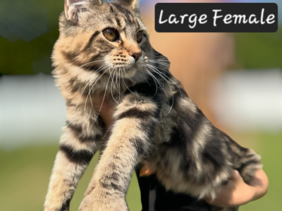 Black Ticked Tabby - Maine Coon - Gallery Photo #1