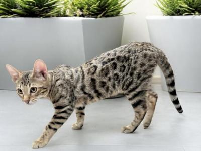 Klaus - Bengal - Gallery Photo #1