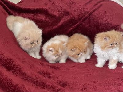 Fluffies - Persian - Gallery Photo #1