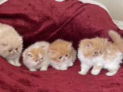 Fluffies - Persian - Gallery Photo #1