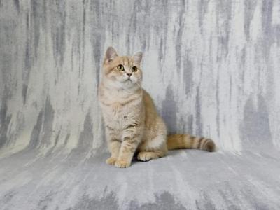 Lola - British Shorthair - Gallery Photo #1