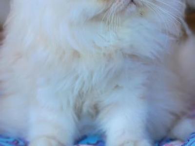 Cheddar - Persian - Gallery Photo #1