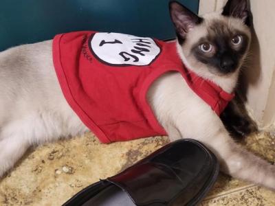 Seal Point Siamese Male Kitten - Siamese - Gallery Photo #1