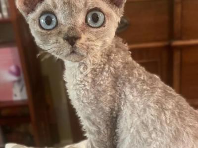 Toyger Devon Rex - Devon Rex - Gallery Photo #1