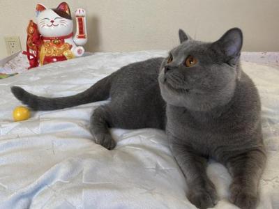 Otto Von Shmidt - British Shorthair - Gallery Photo #1