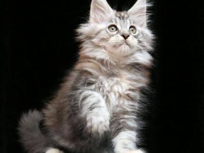 Gina - Maine Coon - Gallery Photo #1