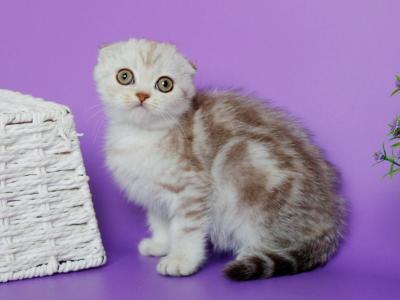 Tokyo - Scottish Fold - Gallery Photo #1