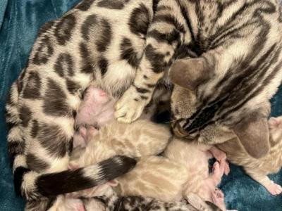 Silver Minks - Bengal - Gallery Photo #1