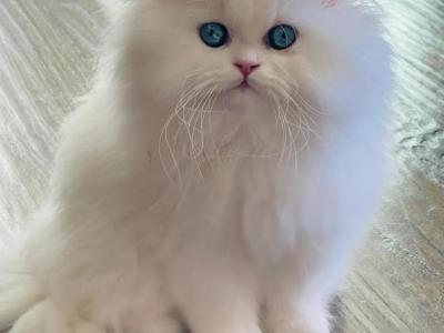 ZsaZsa & KeeKees Babies - Persian - Gallery Photo #1