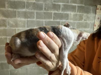 Cornish Rex Kittens - Cornish Rex - Gallery Photo #1