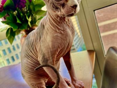 Leather Tortie Girl - Sphynx - Gallery Photo #1