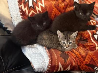 Sisters For Adoption - American Shorthair - Gallery Photo #1